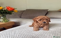 Cavapoo dogs for sale: Beautiful Litter Of F2b Cavapoos - Image 13