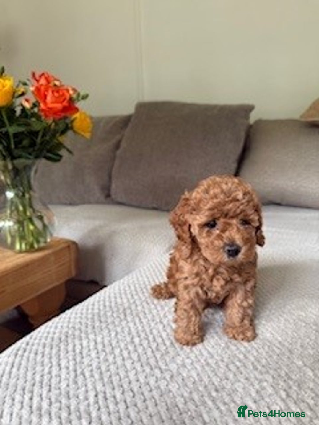Cavapoo dogs for sale: Beautiful Litter Of F2b Cavapoos - Image 13