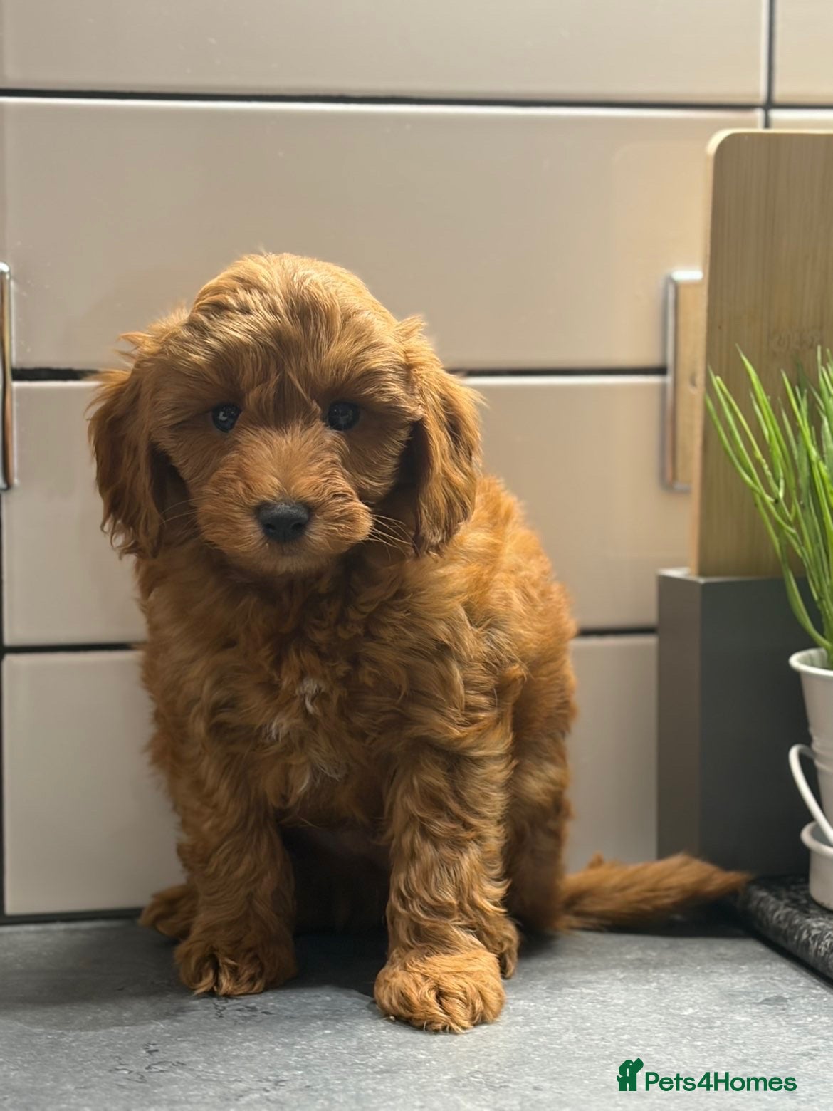 Cavapoo dogs Cavapoo males and female  - Advert 1