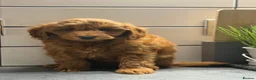 Cavapoo dogs for sale: Cavapoo males and female  - Advert 28