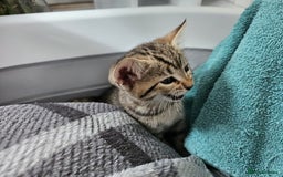 Bengal cats for sale: Beautiful Bengal Kittens - Image 8