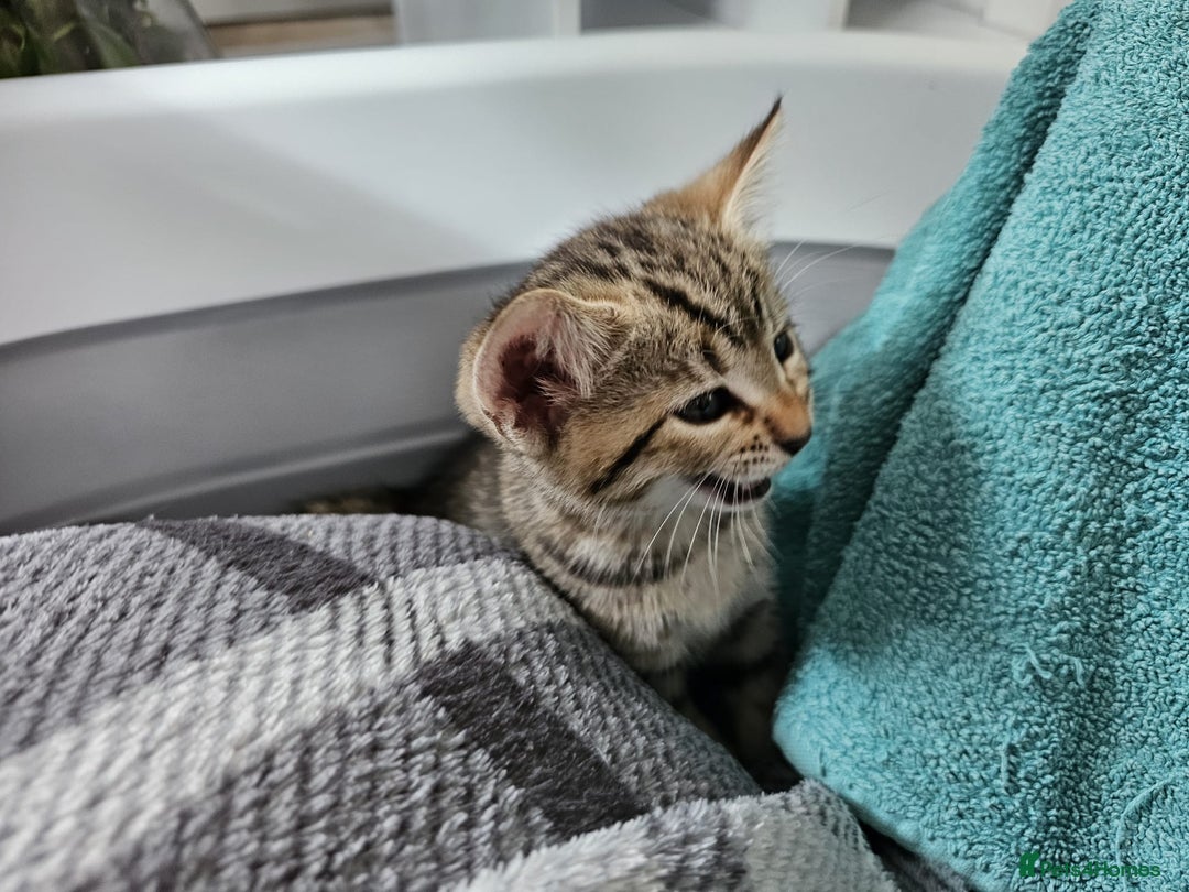 Bengal cats for sale: Beautiful Bengal Kittens - Image 8