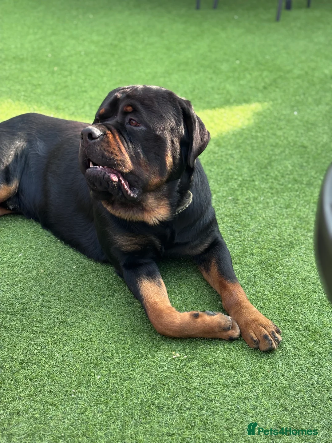 Rottweiler dogs for stud: Big John  - Advert 2