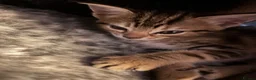 Bengal cats for sale: Beautiful bengal mix British short hair  Mainecoon - Advert 15