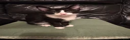 Mixed Breed cats for sale: Peterbald x Kittens in Dalkeith - Advert 9