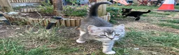 British Shorthair cats for sale: READY NOW British Short Hair x Bengal Kittens - Advert 9