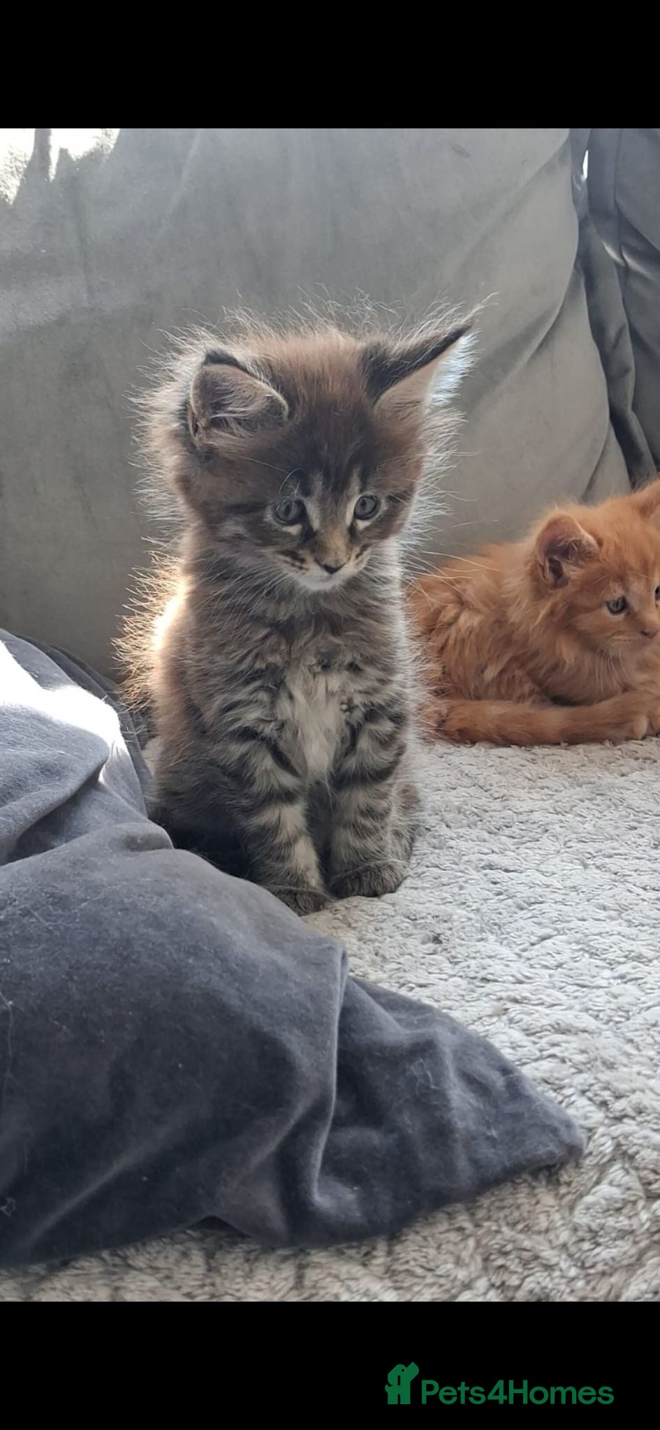 Maine Coon cats £800 1 boys remaining  - Advert 22