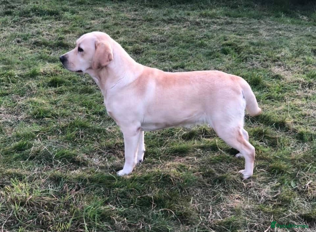 Labrador Retriever dogs for sale: Labrador Retriever  - Image 5