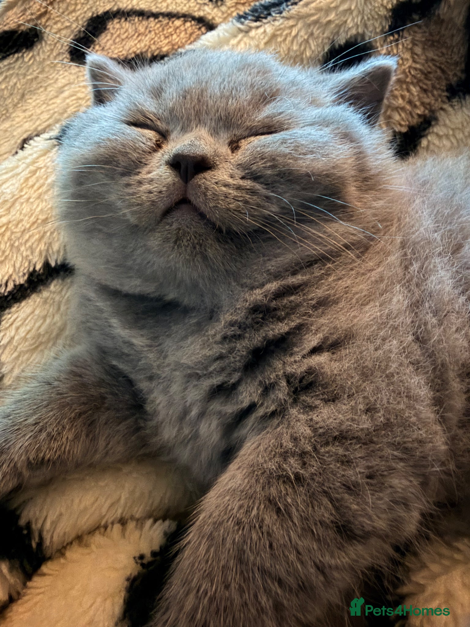 British Shorthair cats Blue British Shorthair Kitten BOY available - Advert 3