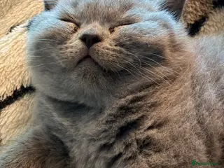 British Shorthair cats Blue British Shorthair Kitten BOY available - Advert 3