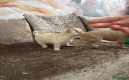 Chihuahua dogs for sale: Chihuahua for sale  - Image 5
