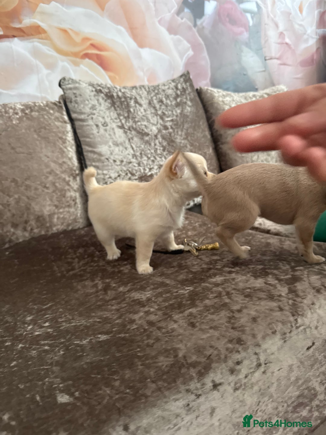 Chihuahua dogs for sale: Chihuahua for sale  - Image 5