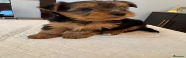 Yorkshire Terrier Puppy 2