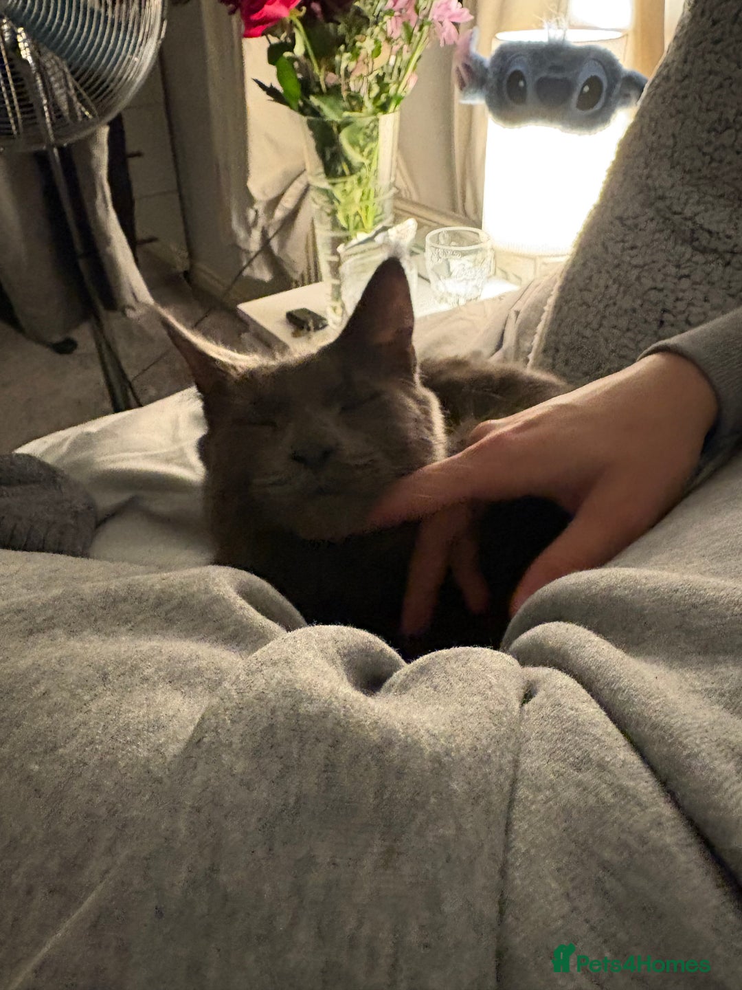 Maine Coon cats for sale: gorgeous maine coon 11 months old  - Advert 2