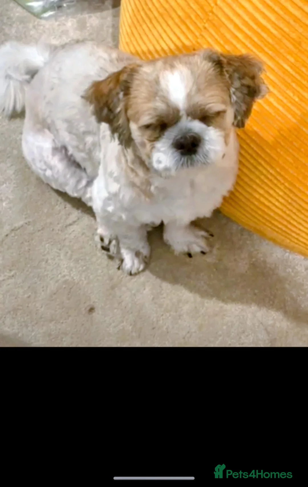 Shih Tzu dogs for sale: Shih Tzu 22 months  in Leominster - Advert 2