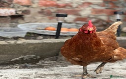 Chickens poultry for sale: Hens for sale - Image 1