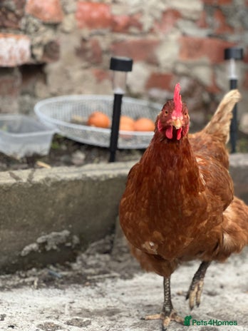 Chickens poultry for sale - Advert 5