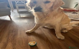 Golden Retriever dogs for sale: Golden retriever puppies  - Image 21