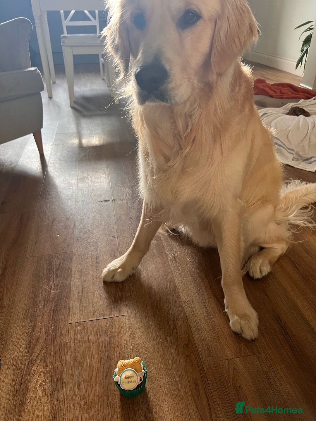 Golden Retriever dogs for sale: Golden retriever puppies  - Image 21