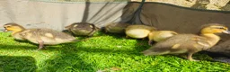 Ducks poultry for sale: 6 call ducklings 2 weeks old - Advert 5