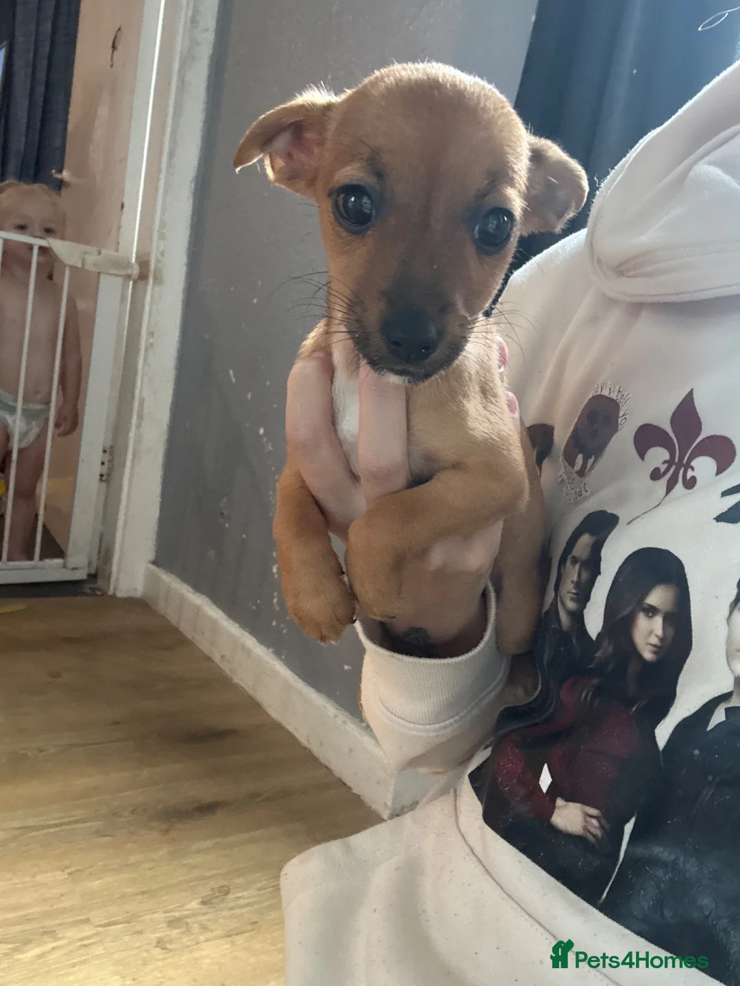 Jack Russell dogs for sale: 3 female gorgeous Jack Russel pups - Advert 2
