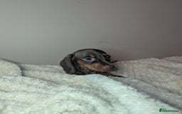 Miniature Dachshund dogs for sale: Miniature dachshund puppies  - Image 10