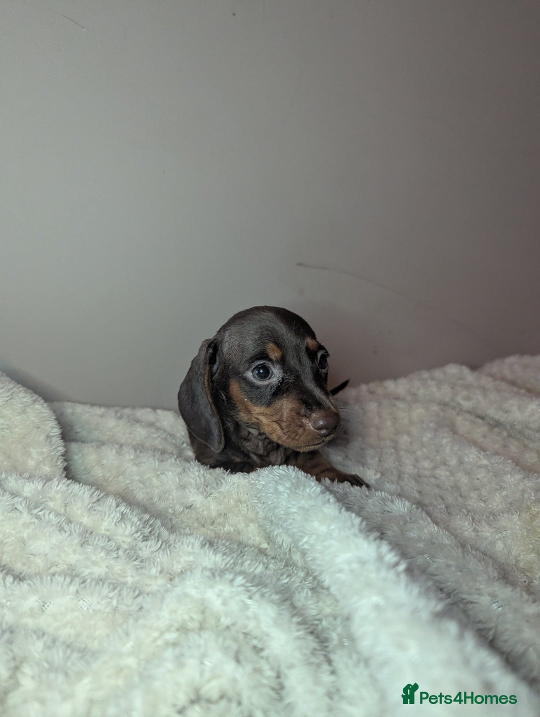 Miniature Dachshund dogs for sale: Miniature dachshund puppies  - Image 10