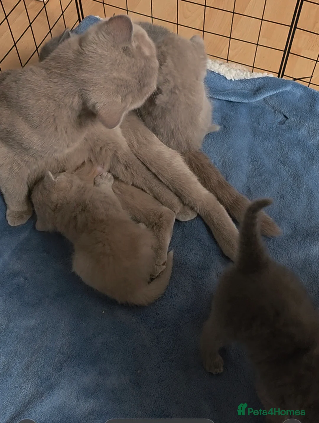 British Shorthair cats for sale: 4 British Shorthair kittens for sale - Advert 1