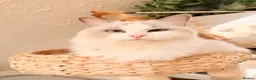 Ragdoll cats for sale: Gccf ragdoll for rehome - Advert 8