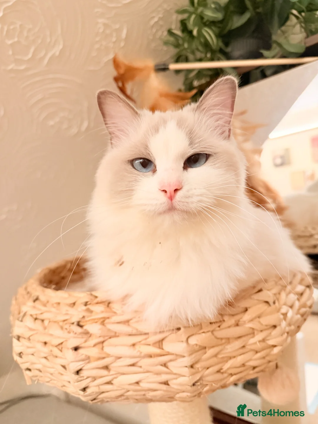 Ragdoll cats for sale: Gccf ragdoll for rehome - Advert 8