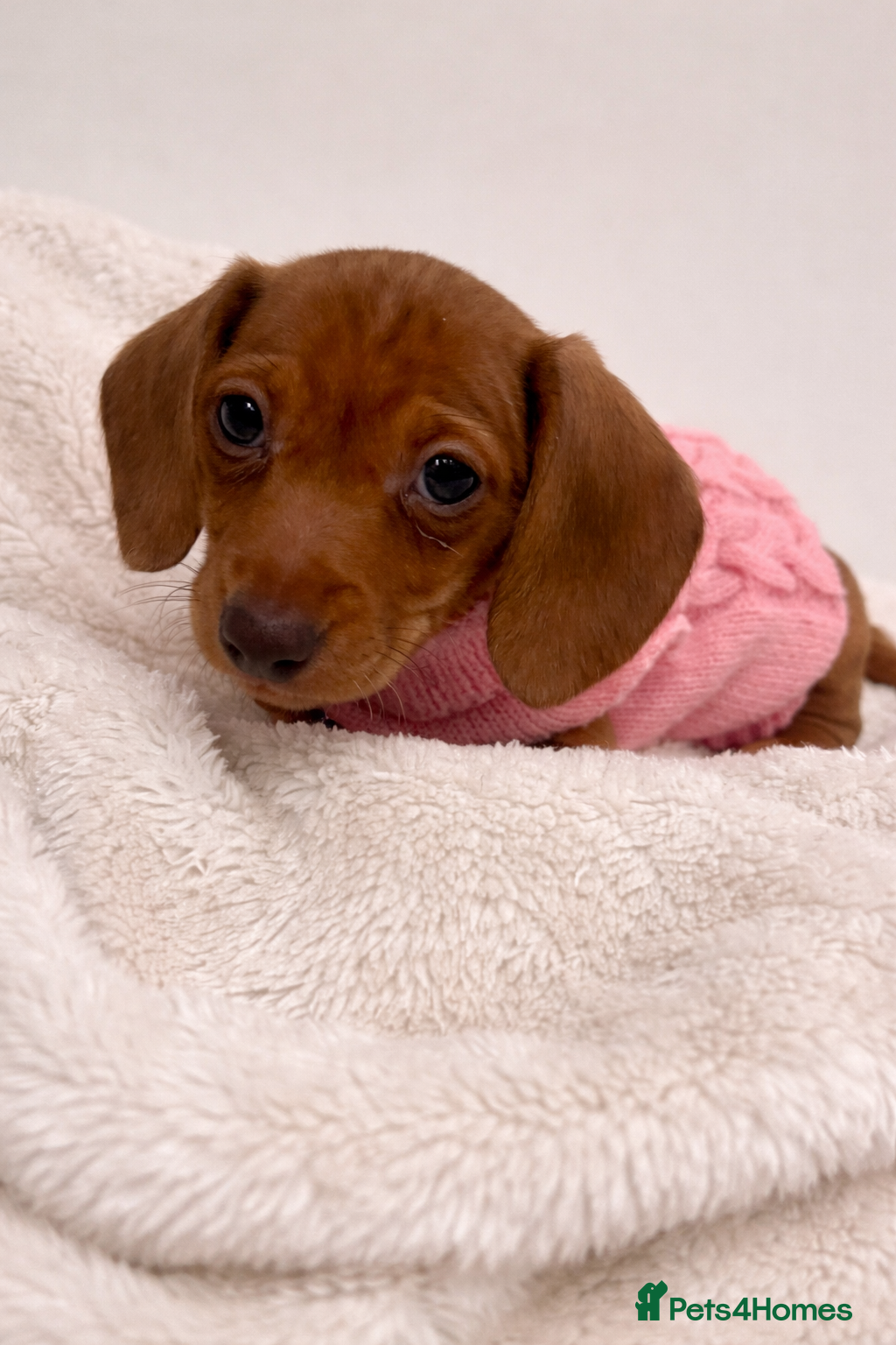 Miniature Dachshund dogs ❤️Ready to leave - Stunning Dachshund Female Pup  - Advert 7