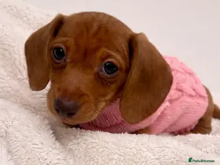 Miniature Dachshund dogs ❤️Ready to leave - Stunning Dachshund Female Pup - Advert 7