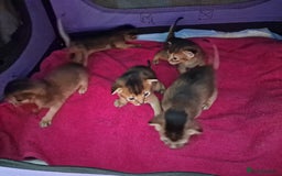 Abyssinian cats for sale: Last Pedigree abbysinian girl left! - Image 14