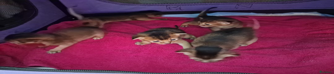 Abyssinian Kitten 2