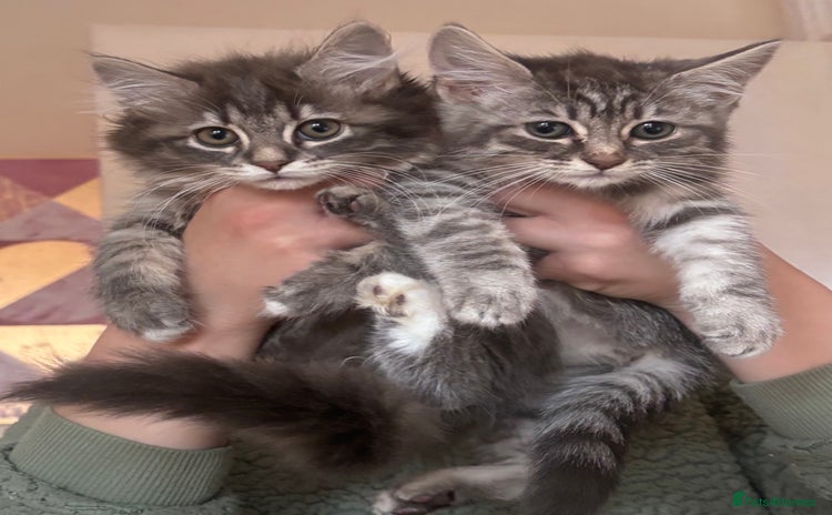 Ragdoll cats - Advert 1