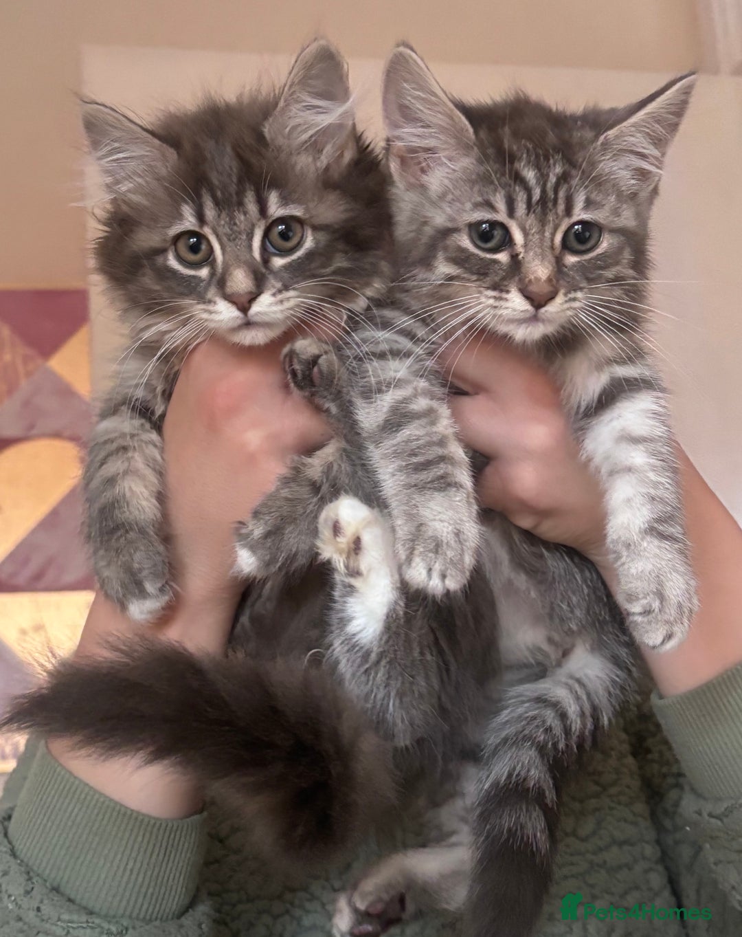 Ragdoll cats for sale: Ragdoll Cross Maine Coon Kitten  - Image 1