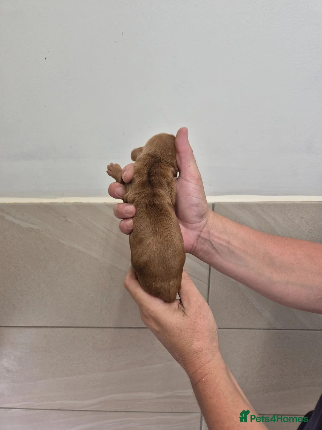 Cocker Spaniel dogs for sale: KC Registered Cocker Spaniels - Advert 6