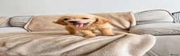 Labradoodle dogs for sale: Gorgeous Labradoodle puppies - Advert 10