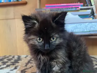 British Shorthair cats Kittens - Advert 1