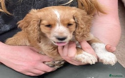 Cocker Spaniel dogs for sale: Beautiful cocker spaniel puppies  - Image 7