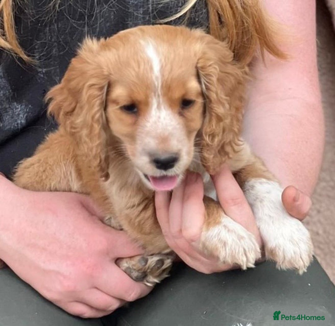 Cocker Spaniel dogs for sale: Beautiful cocker spaniel puppies  - Image 7