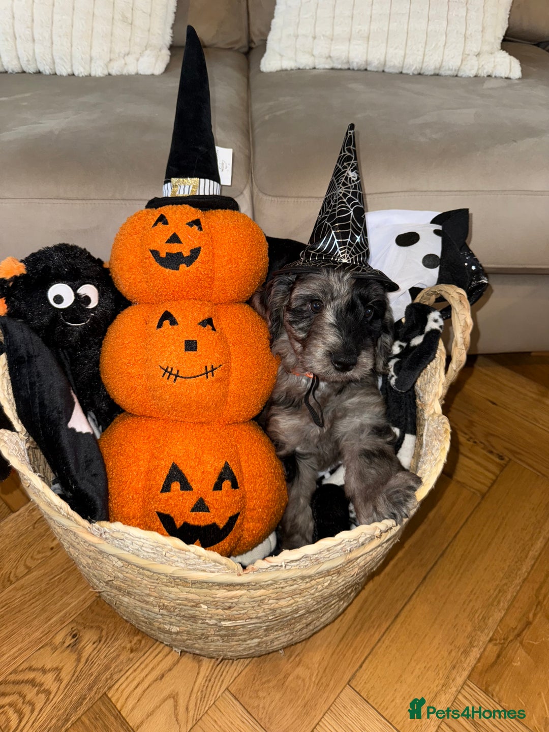 Cockapoo dogs for sale: F1 Cockapoo puppies  - Image 31