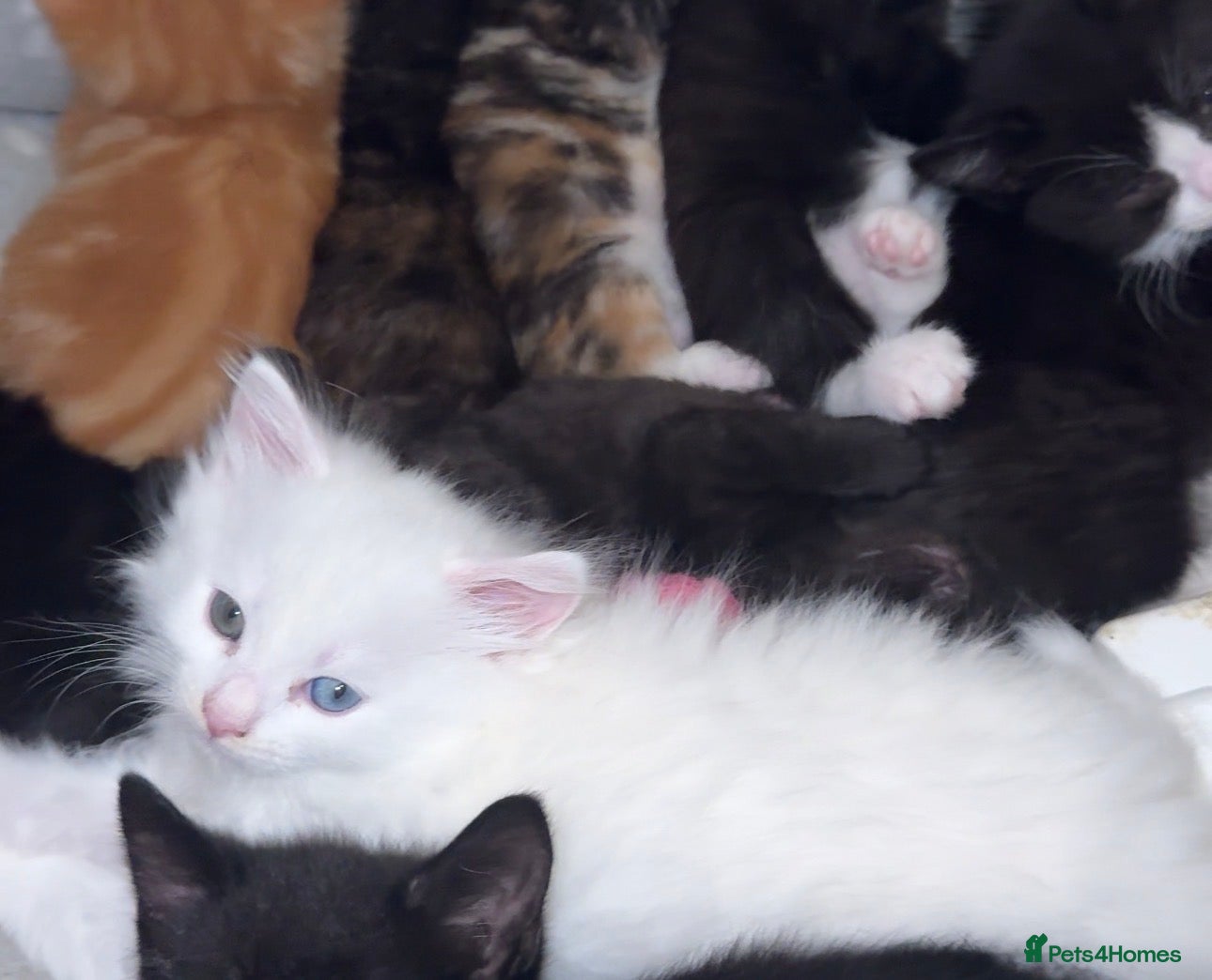 Turkish Angora cats for sale: Pedigree Turkish angora for sale  in Birmingham - Advert 1