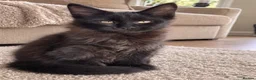 Maine Coon cats for sale: Baby Black Smoke TICA Maine Coon Kittens - Advert 4
