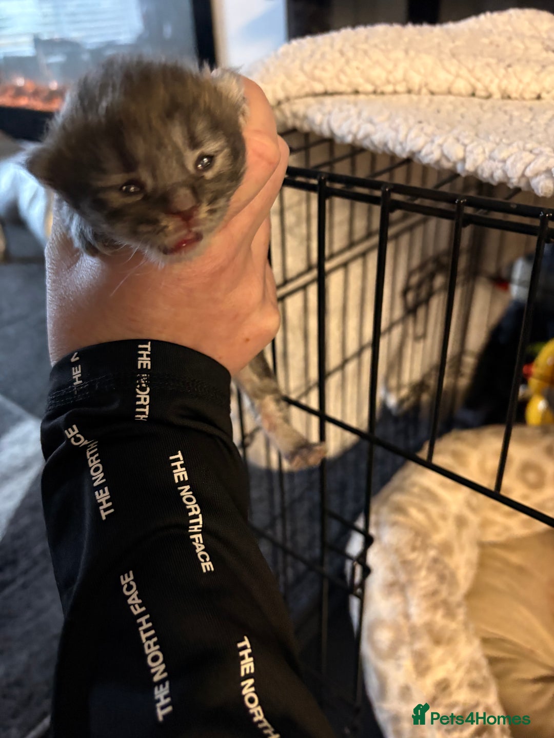 Mixed Breed cats for sale: Himalayan x Mainecoon  - Advert 3