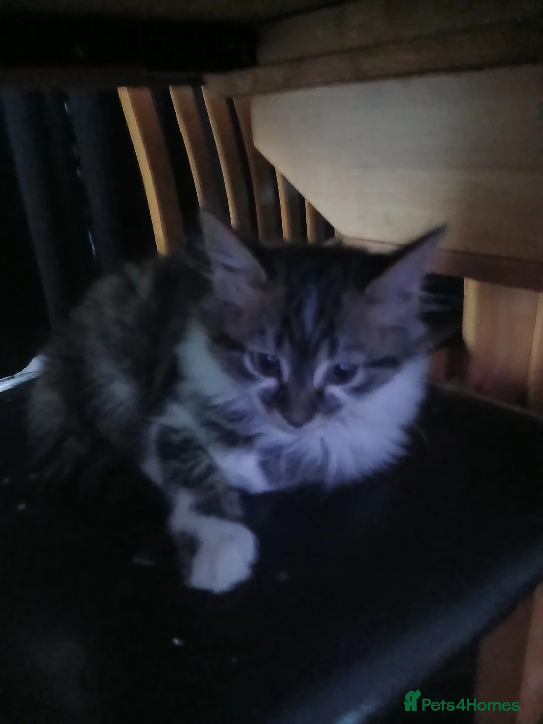 Mixed Breed cats for sale: Fluff ball  - Advert 3