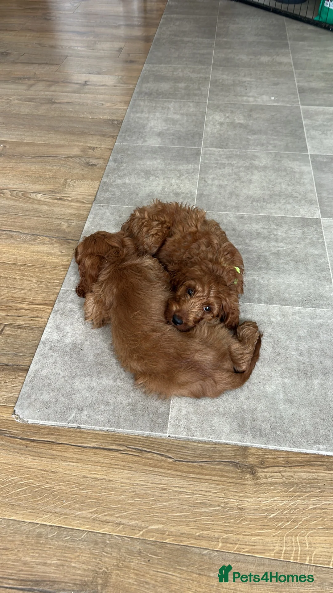 Irish Doodle dogs for sale: Standard Red Irish Doodles - Advert 2