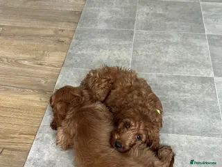 Irish Doodle dogs Standard Red Irish Doodles - Advert 2