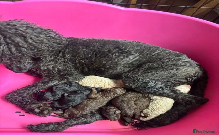 Standard Poodle dogs - Advert 1