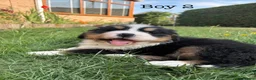 Bernese Mountain Dog dogs for sale: BEAUTIFUL BERNESE MOUNTAIN DOG PUPPIES-4 BOYS !!! - Advert 16